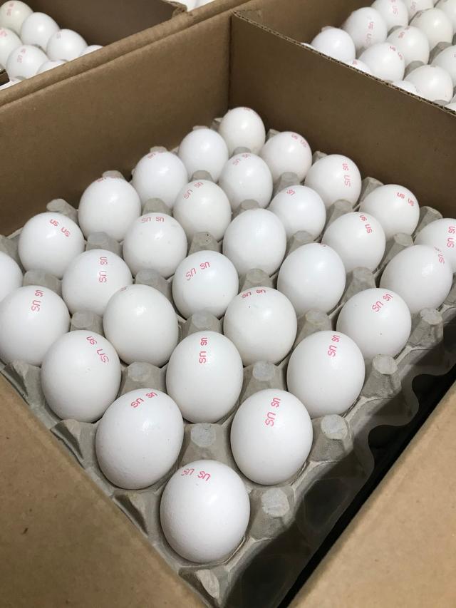 Fresh Eggs (set of 20)